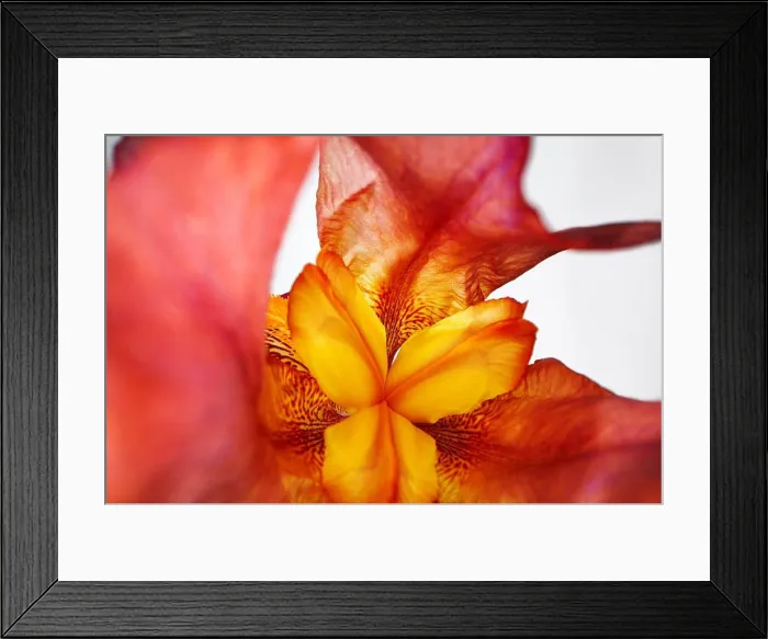 Framed Print : Close up of a red iris flower macro shot Framed Print : Close up of a red iris flower macro shot