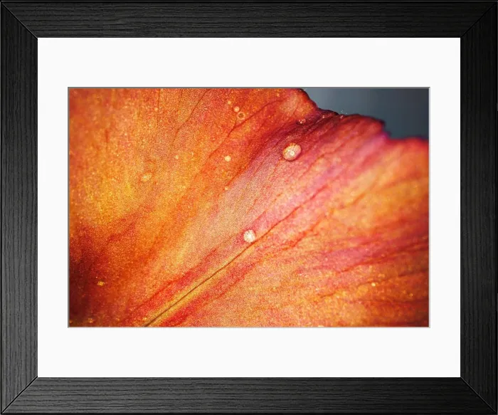 Framed Print : Close up of a red iris flower macro shot Framed Print : Close up of a red iris flower macro shot