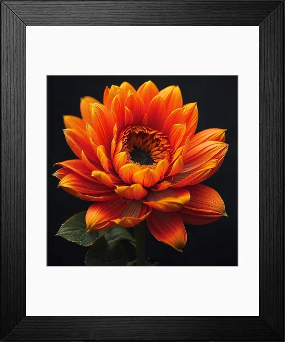 Framed Print : Beautiful orange flower on a black background. Close-up. generative ai Framed Print : Beautiful orange flower on a black background. Close-up. generative ai