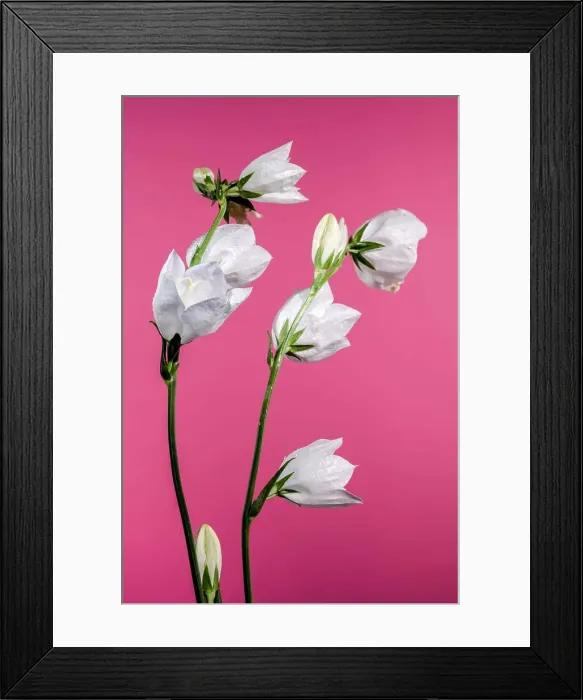 Framed Print : Beautiful Blooming white bellflower or campanula on a pink background. Flower head close-up