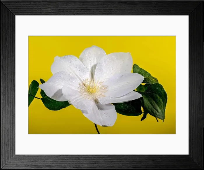 Framed Print : Beautiful Blooming whiteclematis Arabella flower on a yellow background. Flower head close-up Framed Print : Beautiful Blooming whiteclematis Arabella flower on a yellow background. Flower head close-up