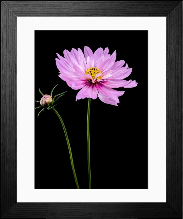 Framed Print : Beautiful Blooming pink Cosmos flower isolated on a black background. Flower heads close-up Framed Print : Beautiful Blooming pink Cosmos flower isolated on a black background. Flower heads close-up
