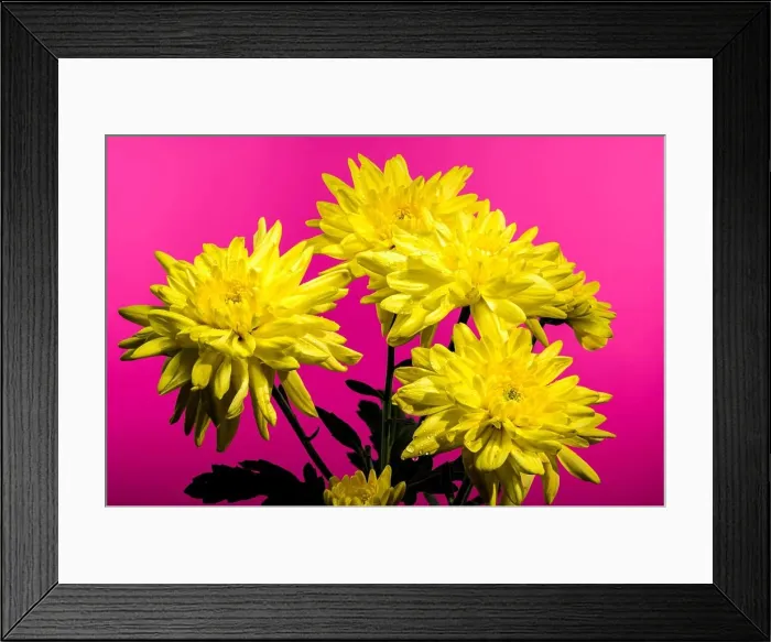 Framed Print : Chrysanthemum Amour Yellow flower on a pink background. Flower head close-up Framed Print : Chrysanthemum Amour Yellow flower on a pink background. Flower head close-up