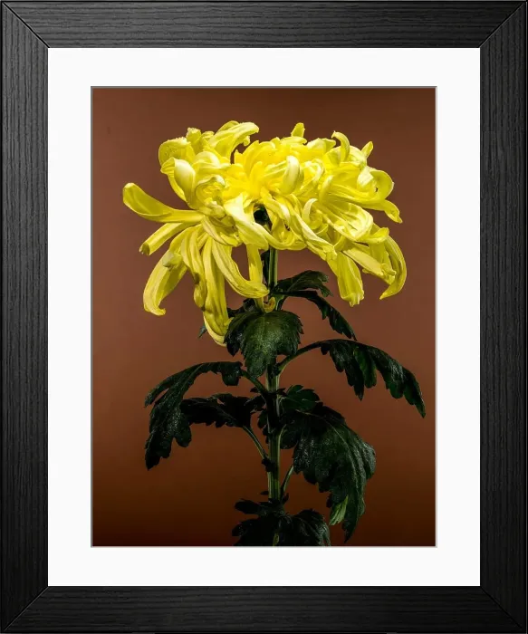 Framed Print : Close-up of a blooming Vienna yellow chrysanthemum flower on a brown background Framed Print : Close-up of a blooming Vienna yellow chrysanthemum flower on a brown background