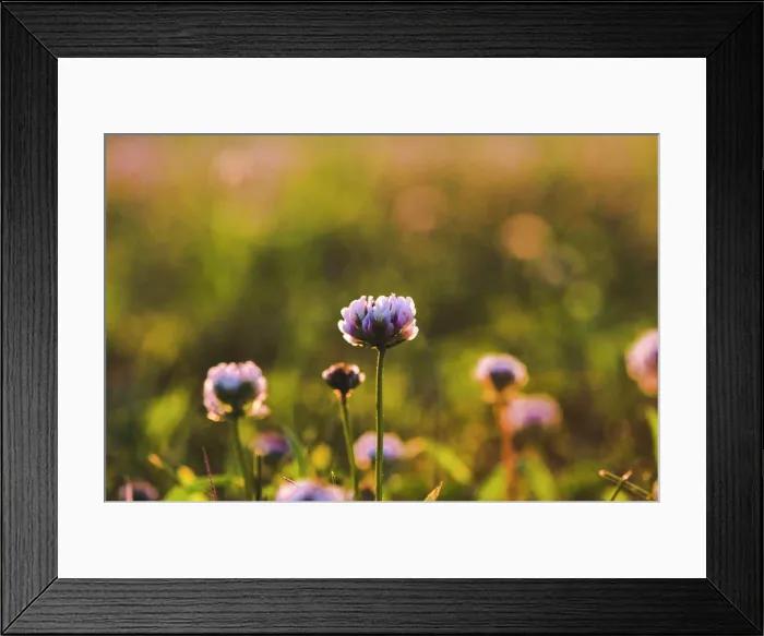 Framed Print : Close-up of Purple Clover in a Wild Flower Field at Sunset Framed Print : Close-up of Purple Clover in a Wild Flower Field at Sunset