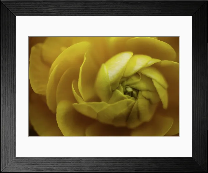 Framed Print : Close up yellow flower with spiral petals Framed Print : Close up yellow flower with spiral petals