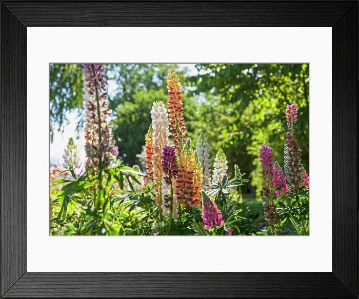 Framed Print : Close-up of lupinus flowers, Stockholm, Sweden Framed Print : Close-up of lupinus flowers, Stockholm, Sweden