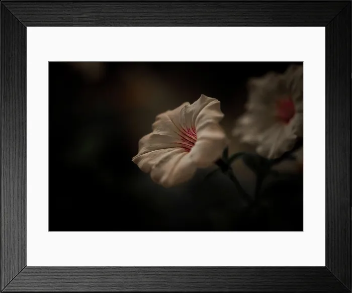 Framed Print : WHITE FLOWER LOW LIGHT CLOSE UP IMAGE Framed Print : WHITE FLOWER LOW LIGHT CLOSE UP IMAGE
