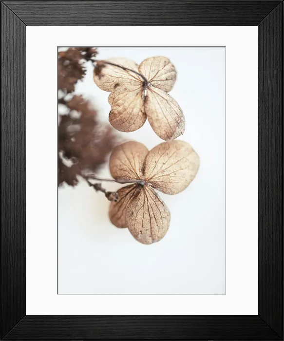 Framed Print : Close up of dried brown petals on hydrangea flowers in winter Framed Print : Close up of dried brown petals on hydrangea flowers in winter