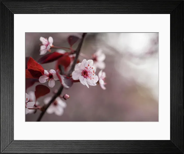 Framed Print : Close up of blossom on a flowering sand cherry tree in the spring