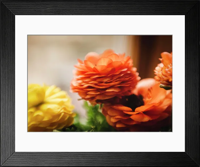 Framed Print : Up close orange and yellow ranunculus flowers in window light indoors Framed Print : Up close orange and yellow ranunculus flowers in window light indoors