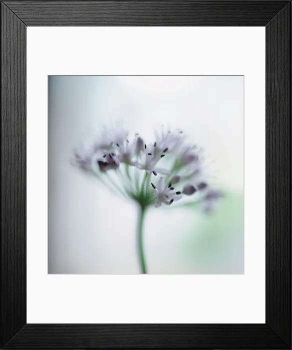 Framed Print : Close up of Purple allium flower Framed Print : Close up of Purple allium flower