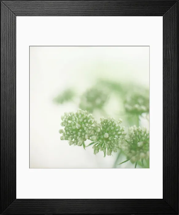 Framed Print : Close up of Queen Anne's Lace flower