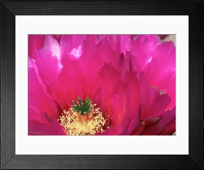 Framed Print : Close-up of flowering hedgehog cactus, CA, USA Framed Print : Close-up of flowering hedgehog cactus, CA, USA