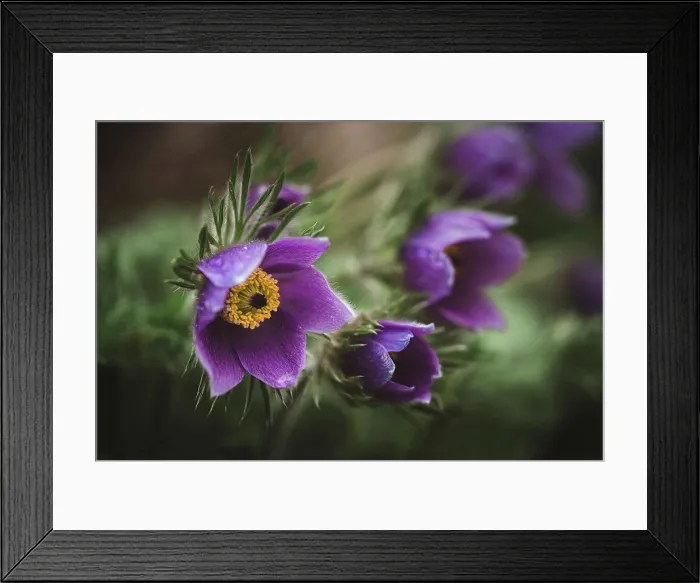 Framed Print : Close up of purple pasque flower, pulsatilla grandis in springtime