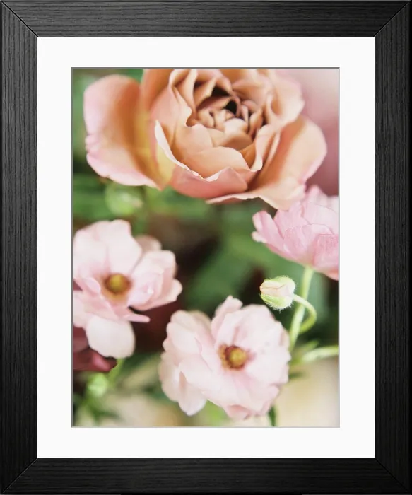 Framed Print : close up of pink and tan flowers Framed Print : close up of pink and tan flowers