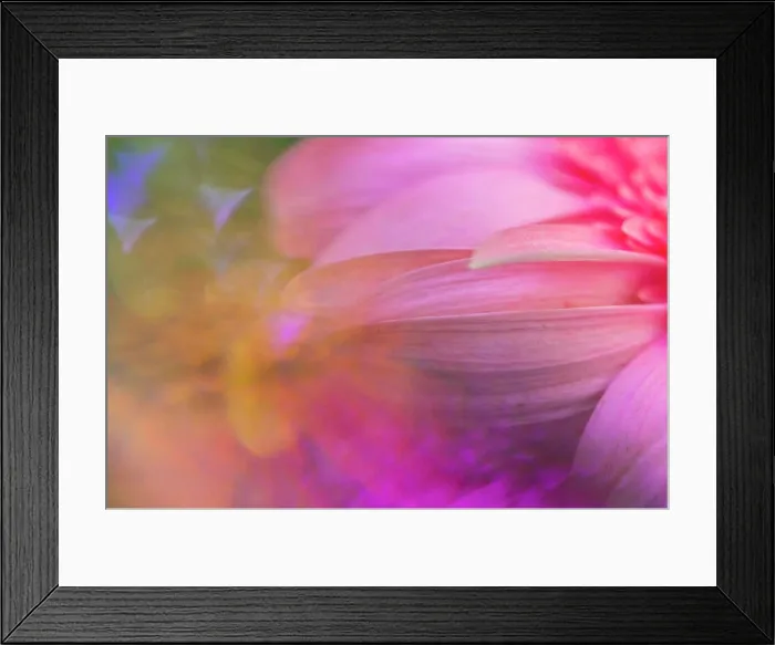 Framed Print : Close-up macro pink flower with psychedelic colors and reflections Framed Print : Close-up macro pink flower with psychedelic colors and reflections