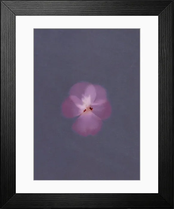 Framed Print : Botanical illustration with a vintage look and feel Framed Print : Botanical illustration with a vintage look and feel