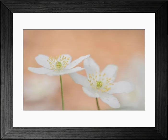 Framed Print : Anemone nemorosa, wood anemone flower outside Framed Print : Anemone nemorosa, wood anemone flower outside