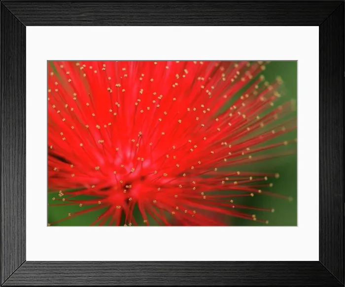 Framed Print : Close-up of a Red Powder Puff flower (Calliandra haematocephala) Framed Print : Close-up of a Red Powder Puff flower (Calliandra haematocephala)