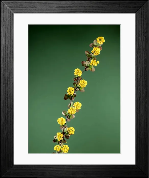 Framed Print : Beautiful Blooming yellow barberry on a green background. Flower head close-up