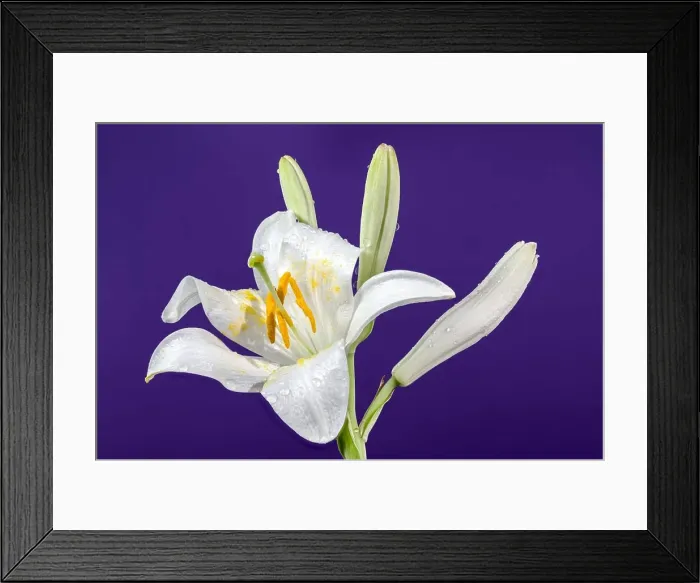 Framed Print : Beautiful Blooming white lily flower on a blue background. Flower head close-up Framed Print : Beautiful Blooming white lily flower on a blue background. Flower head close-up