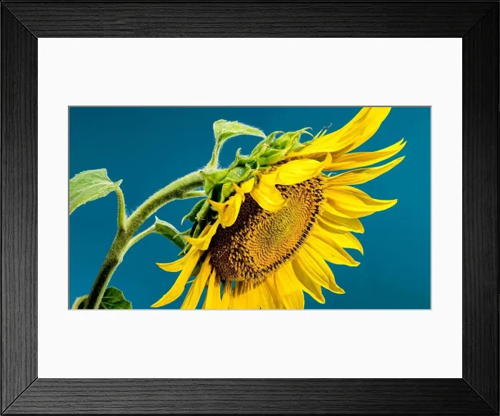 Framed Print : Beautiful Blooming yellow sunflower on a blue background. Flower head close-up Framed Print : Beautiful Blooming yellow sunflower on a blue background. Flower head close-up