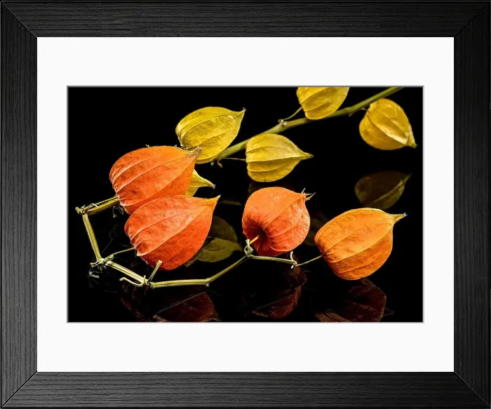 Framed Print : Physalis on a black background. Flower head close-up Framed Print : Physalis on a black background. Flower head close-up