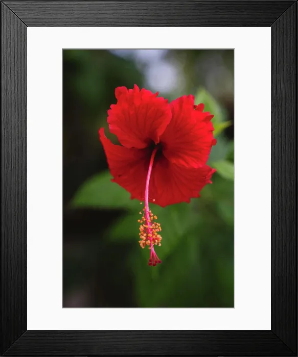 Framed Print : Bright red tropical flower close-up
