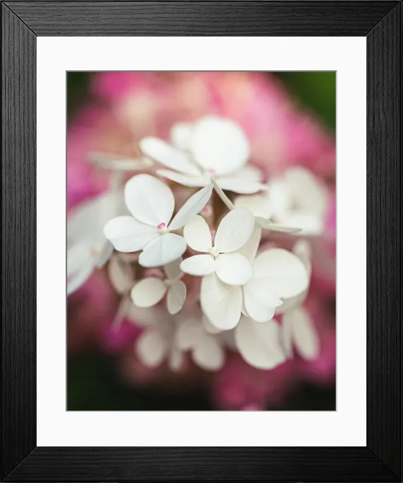 Framed Print : Close up of pink and white flowers on a blooming hydrangea plant Framed Print : Close up of pink and white flowers on a blooming hydrangea plant