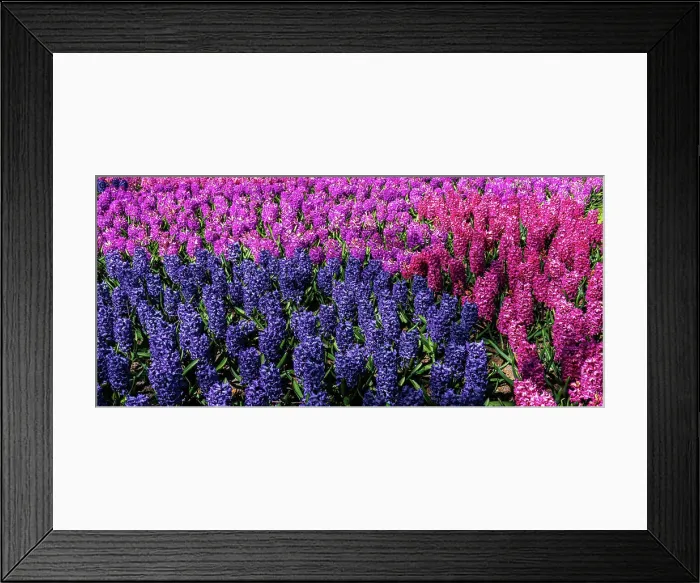 Framed Print : hyacinth flowers close-up in the garden hyacinth flowers close-up in the garden Copyright: xZoonar