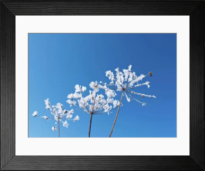 Framed Print : Frozenned flower close up Winter scene.Frozenned flower close up Copyright: xZoonar.com / MYCHKOx 7162155 Framed Print : Frozenned flower close up Winter scene.Frozenned flower close up Copyright: xZoonar.com / MYCHKOx 7162155