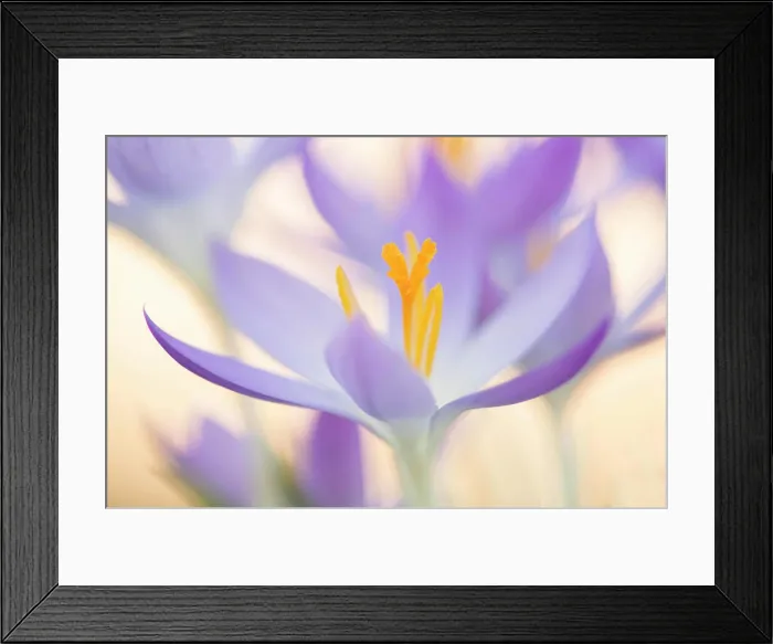 Framed Print : Close up of a violet flowering crocus blossom A violet flowering crocus blossom Framed Print : Close up of a violet flowering crocus blossom A violet flowering crocus blossom