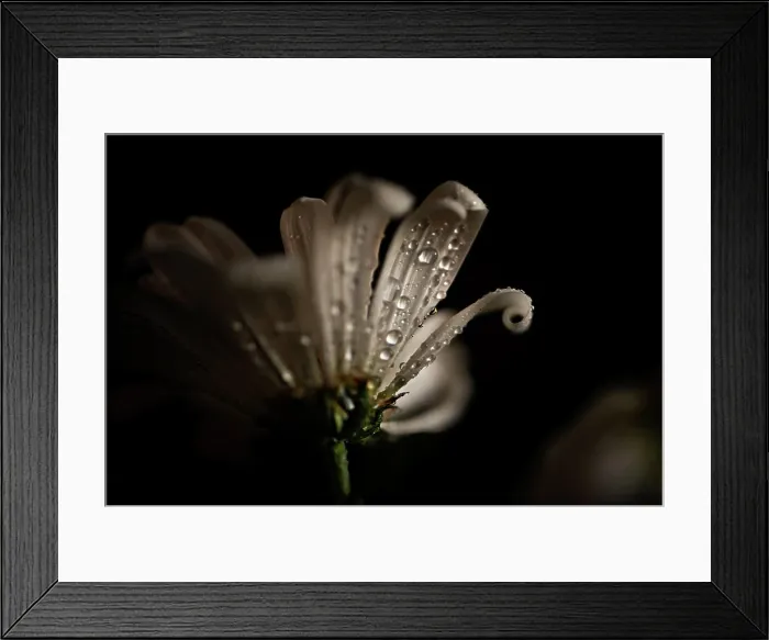 Framed Print : CLOSE UP OF WHITE FLOWER WITH WATER DETAILS