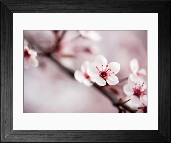 Framed Print : Close up of blossom on a flowering sand cherry tree in the spring