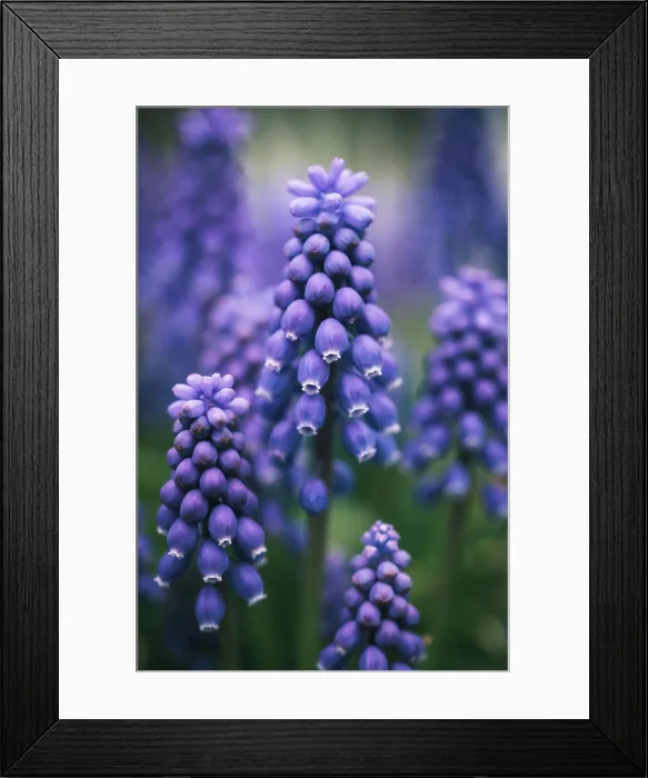 Framed Print : Close up of purple grape hyacinth flowers blooming in a garden