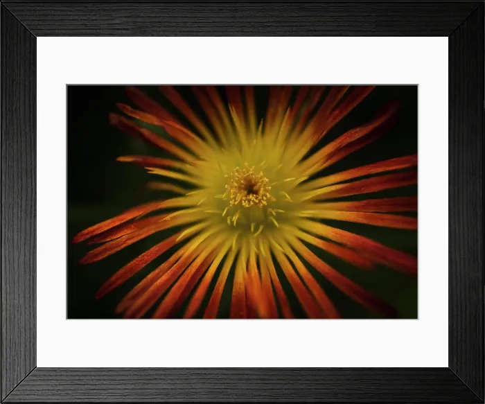 Framed Print : Up close macro shot of orange and yellow flower Framed Print : Up close macro shot of orange and yellow flower