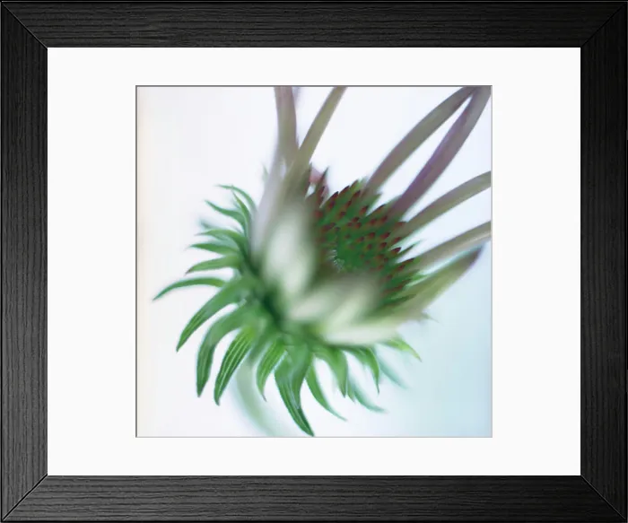 Framed Print : Close up of Echinacea Purpurea, Purple cone flower in opening stage
