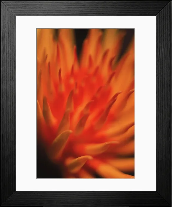 Framed Print : Close-up of an orange flower, Malaysia
