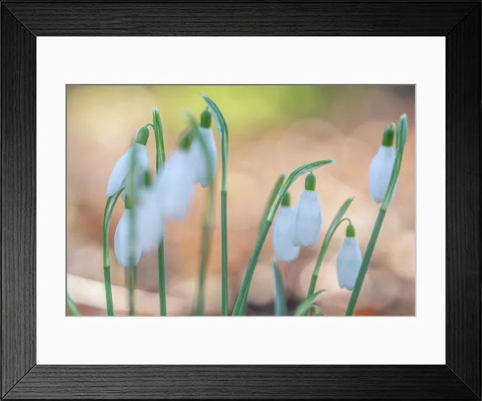 Framed Print : Galanthis nivalis, snowdrop flower close up