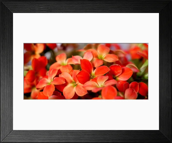 Framed Print : Close up of scarlet flowers Framed Print : Close up of scarlet flowers