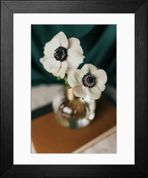 Framed Print : Close up of anemone flower in bud vase against teal backdrop Framed Print : Close up of anemone flower in bud vase against teal backdrop