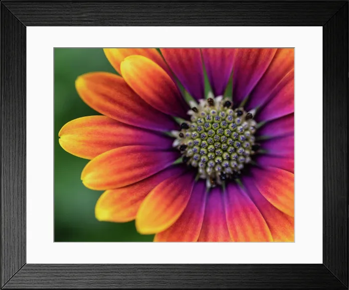 Framed Print : Close up of colorful osteospermum daisy flower in bloom Framed Print : Close up of colorful osteospermum daisy flower in bloom