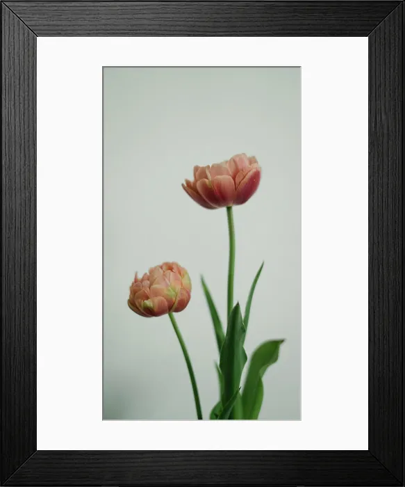 Framed Print : Tulips side profile against plain backdrop Framed Print : Tulips side profile against plain backdrop