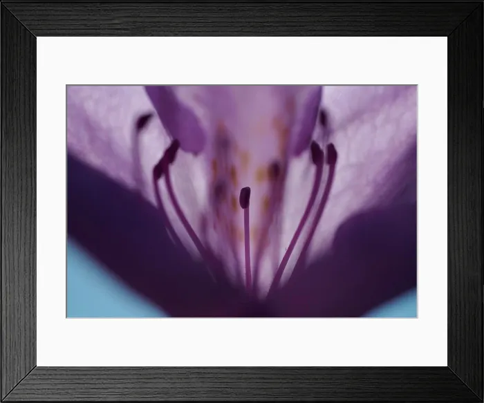 Framed Print : Close up of purple flower petals, filaments and anther