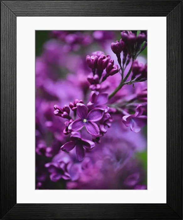 Framed Print : Close up of purple lilac flowers blooming on a spring day Framed Print : Close up of purple lilac flowers blooming on a spring day