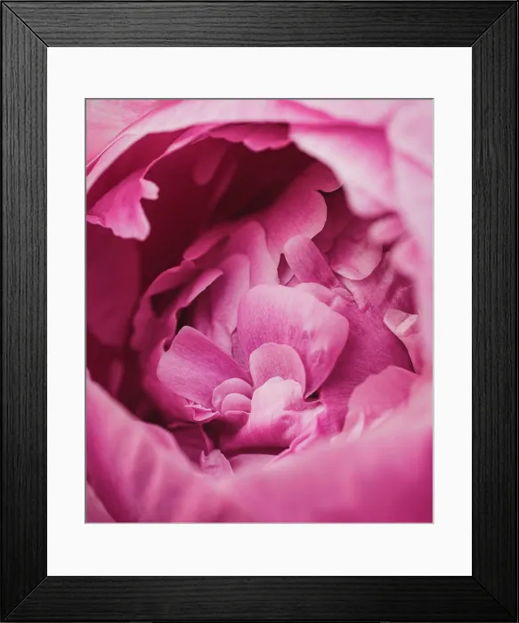 Framed Print : Close up of layers of pink peony flower petals starting to bloom Framed Print : Close up of layers of pink peony flower petals starting to bloom