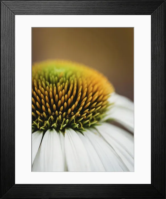 Framed Print : Close up of the yellow center of a white echinacea flower