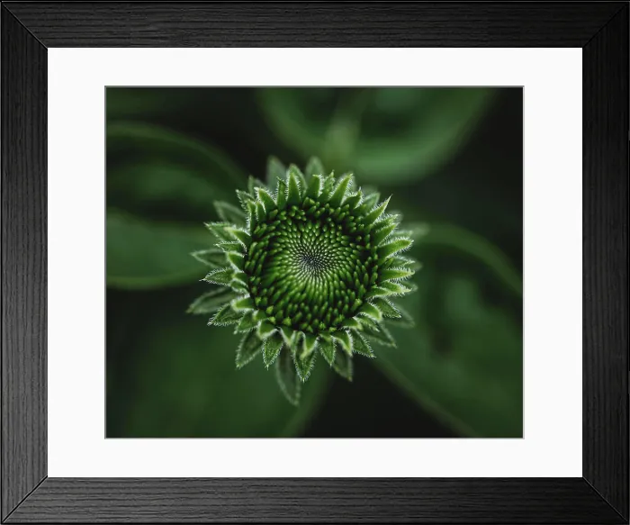 Framed Print : Close up of green bud of echinacea flower growing in a garden