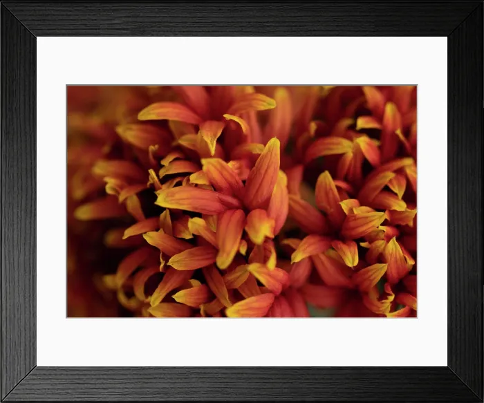 Framed Print : Close up detail of orange lily flowers Framed Print : Close up detail of orange lily flowers